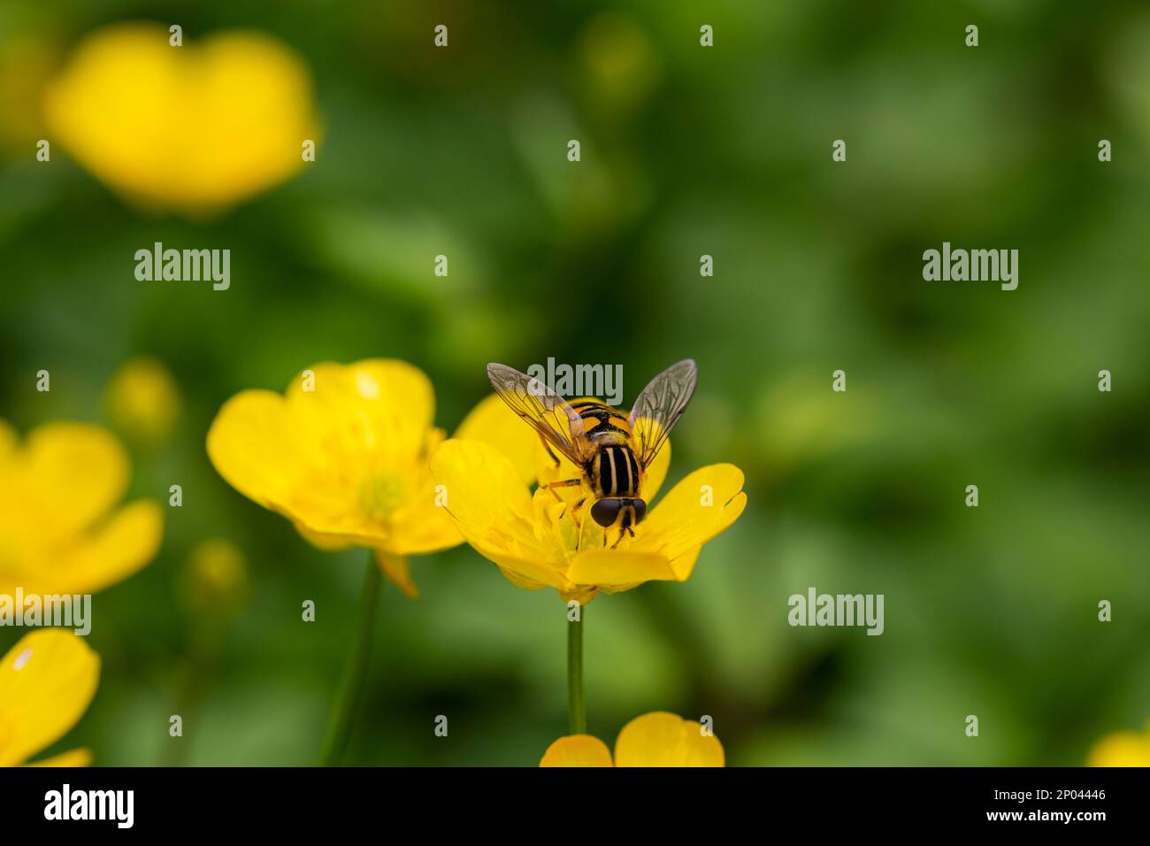 a close up of a fly on the edge of a buttercup flower Stock Photo