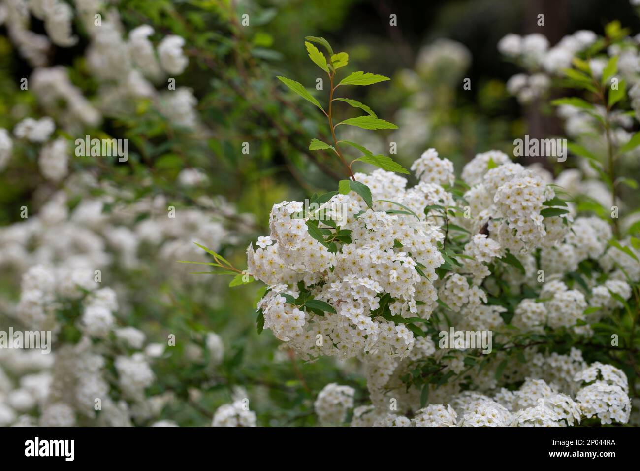 Close up of Lobularia maritima flowers syn. Alyssum maritimum, common ...