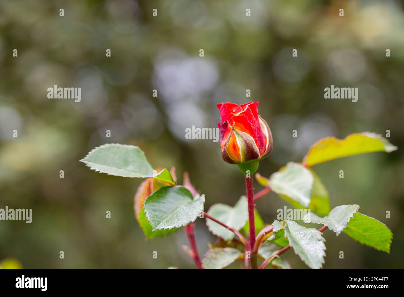 Floribunda Rose known by several common names, including Persian rose, and Austrian copper rose
