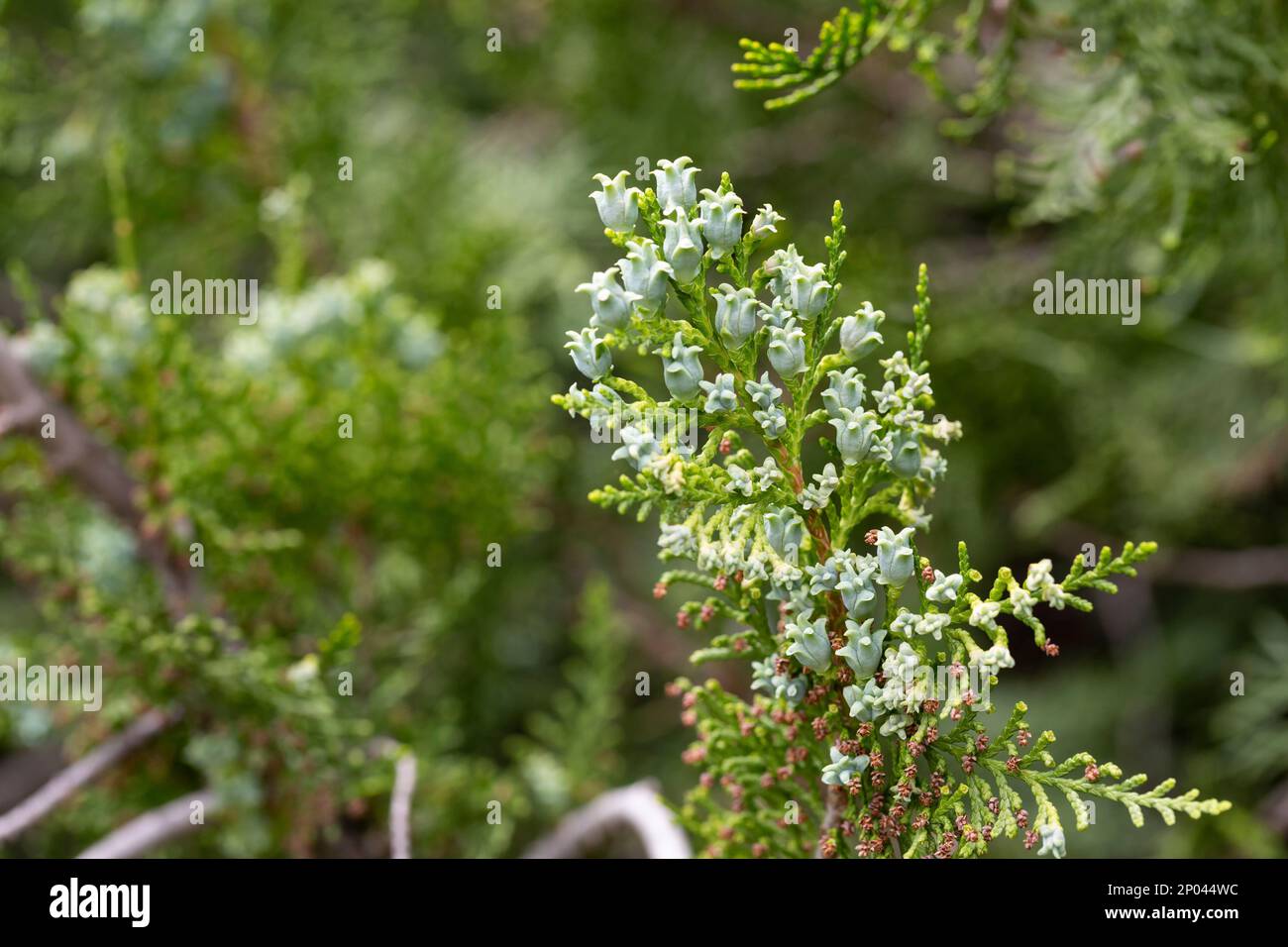 Amazing blue seeds of thuja tree Platycladus orientalis . Platycladus orientalis also known as Chinese thuja or Oriental arborvitae . Selective focus. Stock Photo