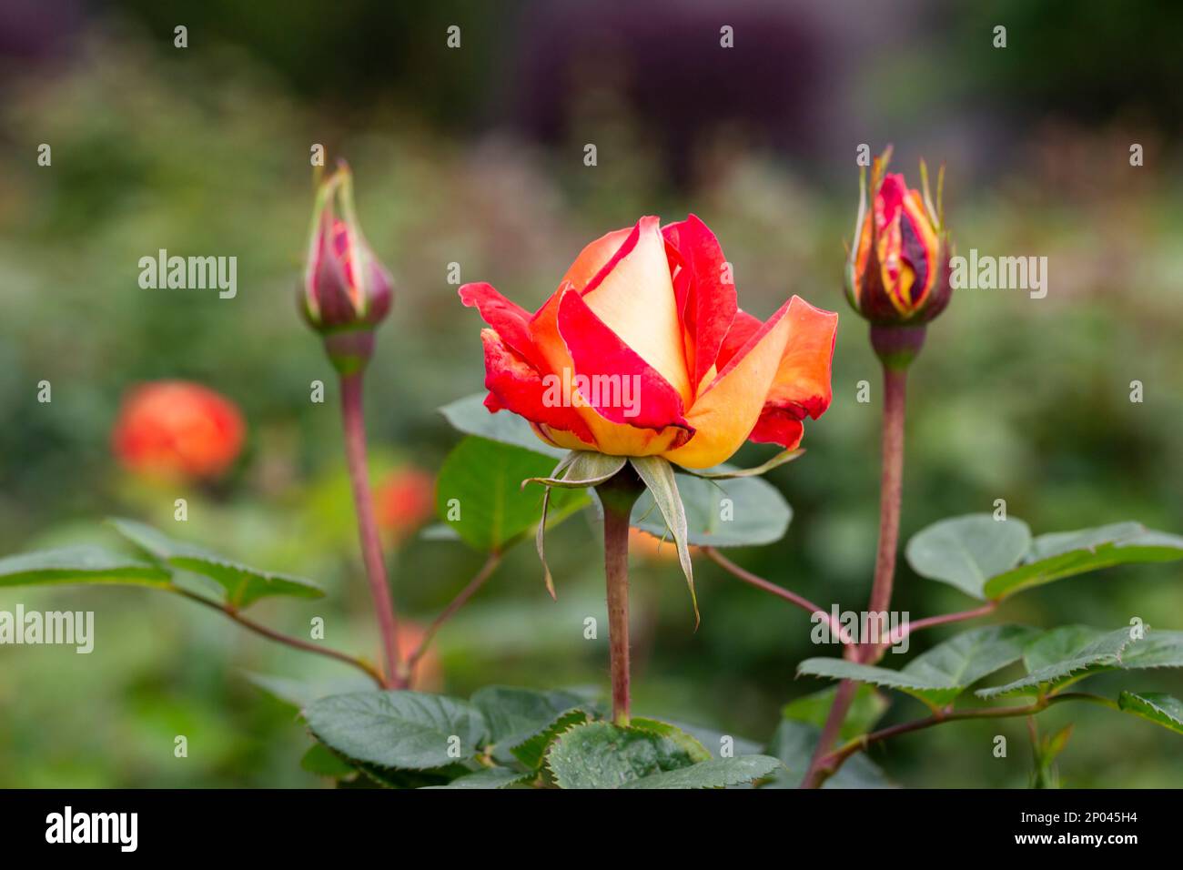 Floribunda Rose known by several common names, including Persian rose