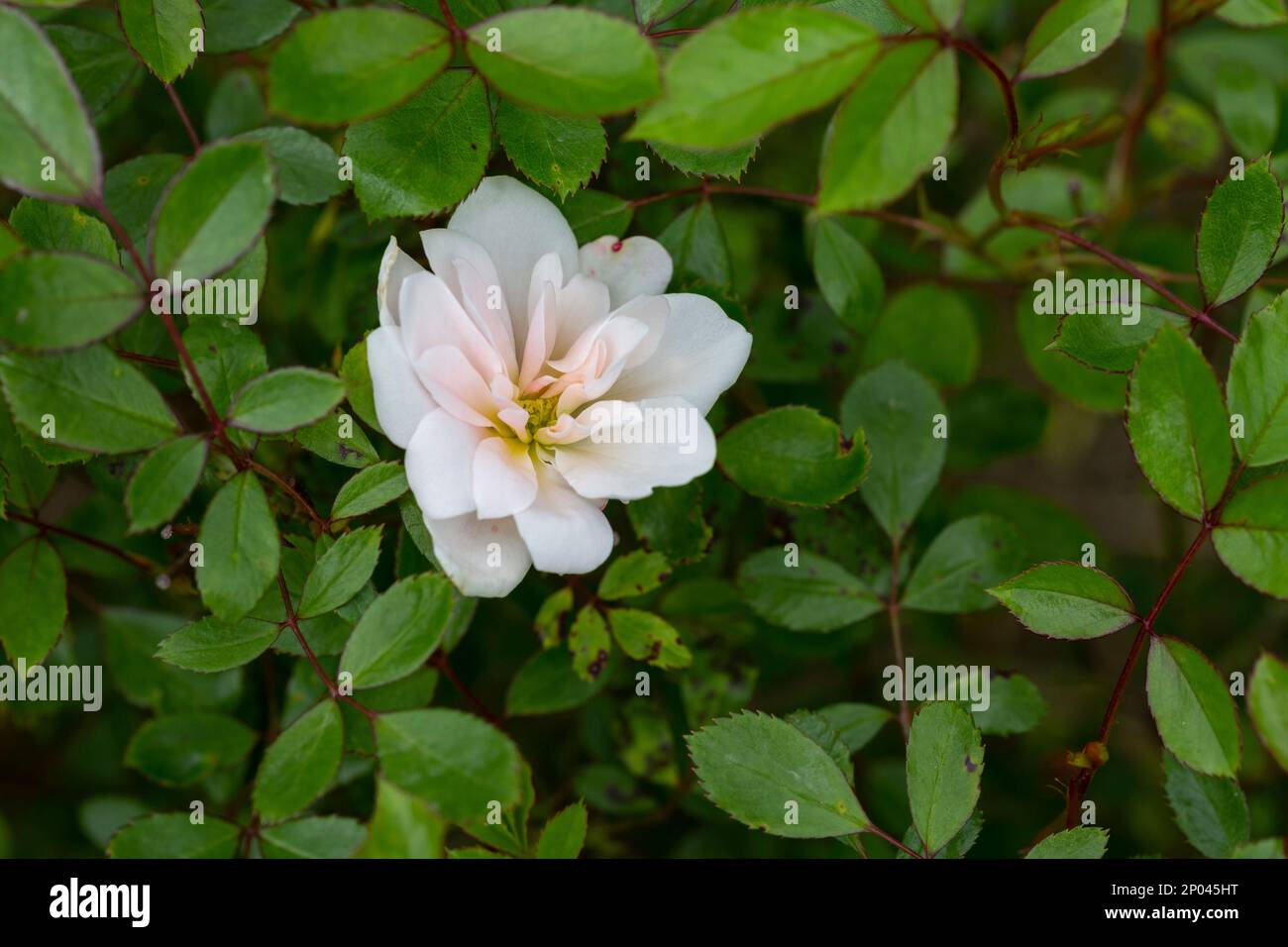 beautiful white rose on a bush among green leaves, a setective focus Stock Photo