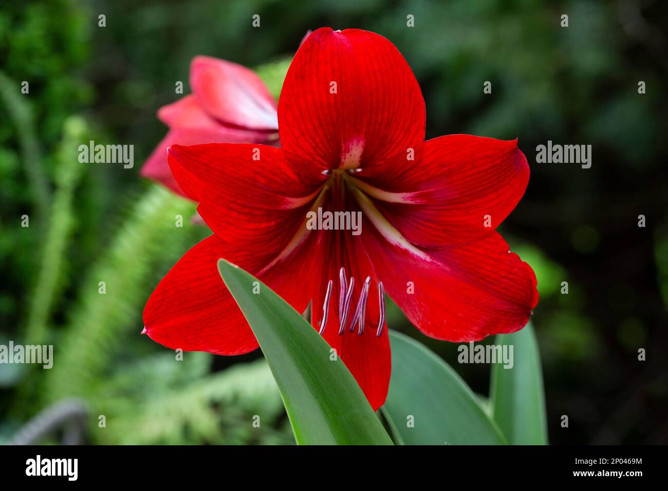 Hippeastrum is a genus of about 90 species and over 600 hybrids and cultivars of perennial herbaceous bulbous plants. Hippeastrum is a genus in the fa Stock Photo