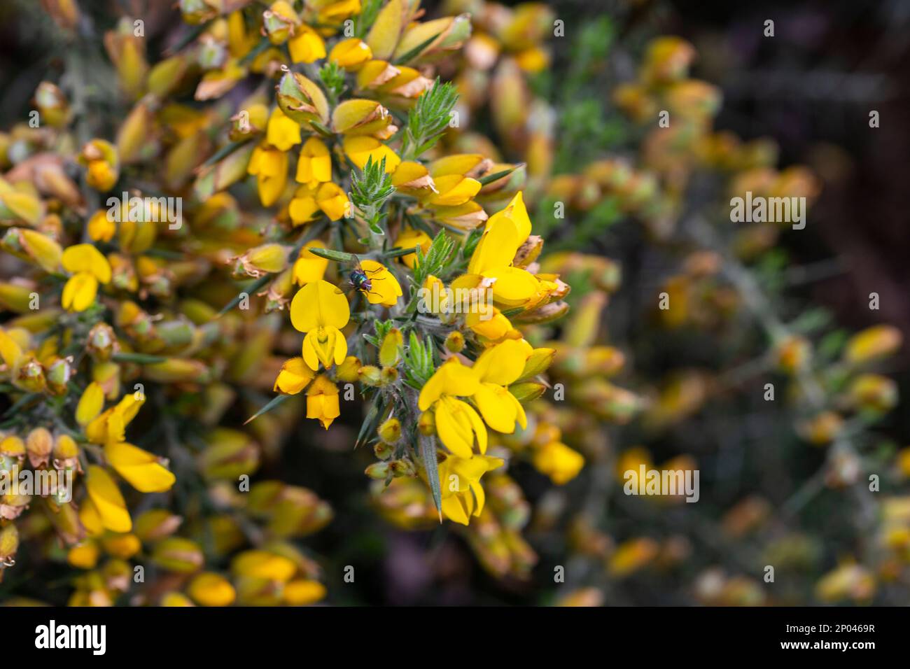 Ulex europaeus. Branches of the gorse bush with its yellow inflorescences, selective focus Stock Photo