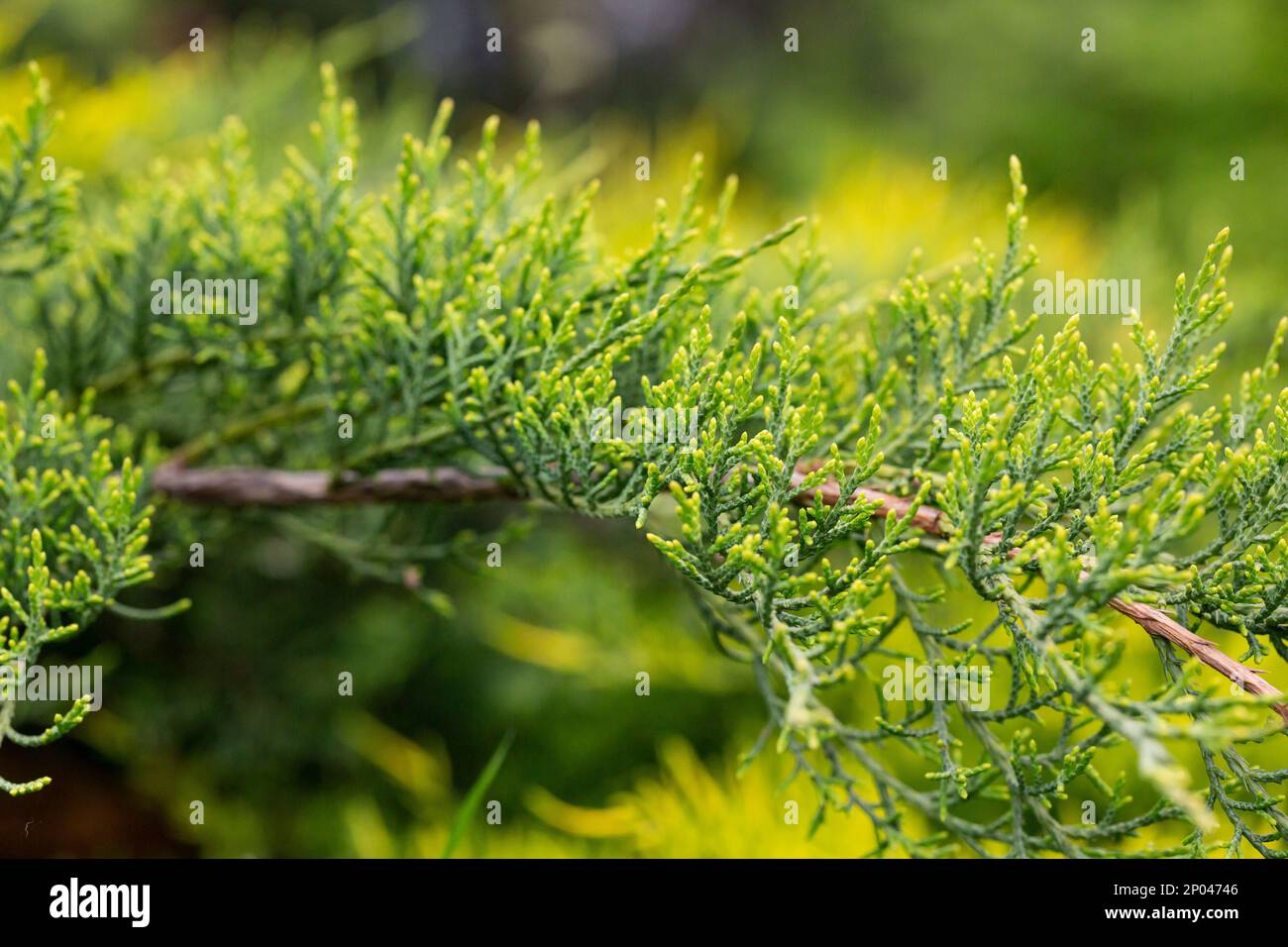 Juniperus chinensis bonsai plant in the garden selective focus, natural background Stock Photo