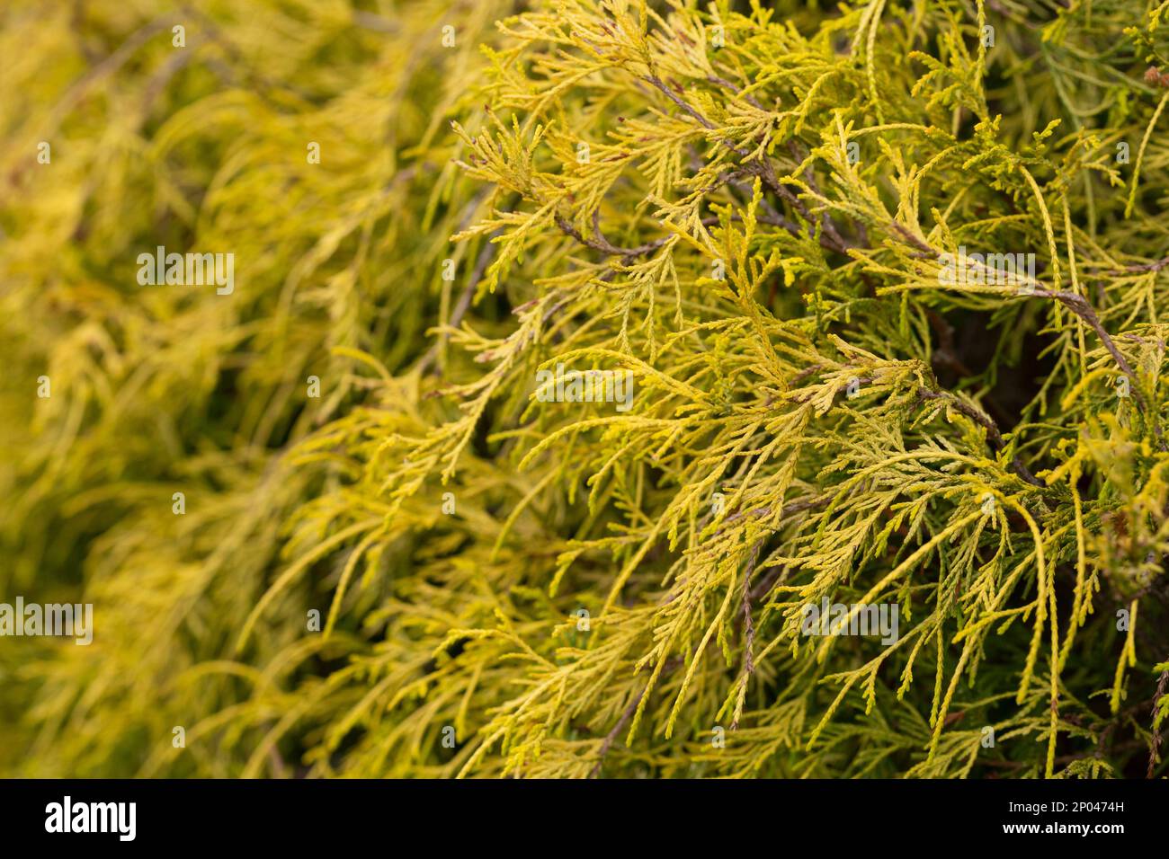 Gold dwarf threadleaf false cypress Chamaecyparis pisifera Filifera Aurea Nana selective focus, natural background Stock Photo