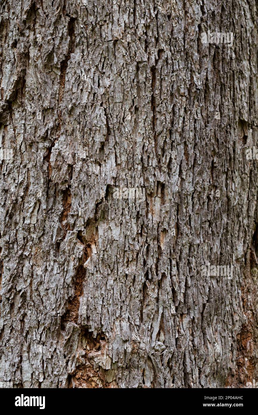 Mockernut Hickory tree bark also known as Carya tomentosa is in the hickory family. This close-up of the bark from a hickory tree that grows straight Stock Photo