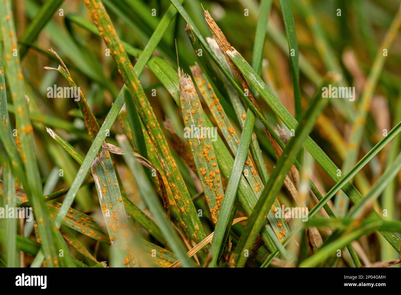 Grass rust fungus in yard. Lawn disease, prevention and lawncare service concept. Stock Photo
