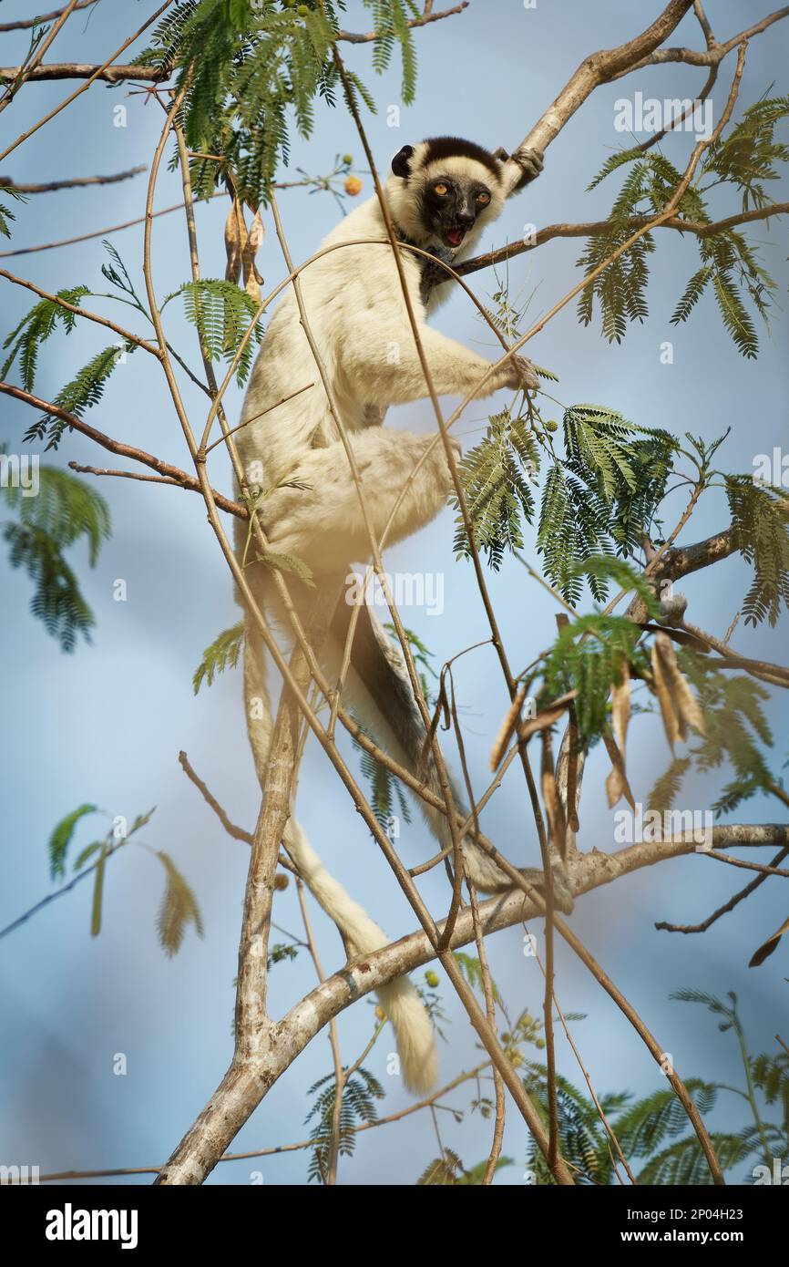 Verreauxs Sifaka - Propithecus verreauxi or White sifaka, primate in the Indriidae, lives from rainforest to dry deciduous forests of western Madagasc Stock Photo