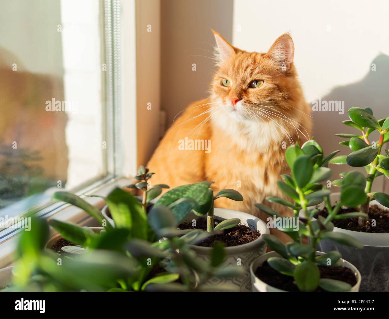 Cute ginger cat sits on window sill among flower pots with houseplants. Fluffy domestic animal near succulent Crassula plants. Cozy home Stock Photo