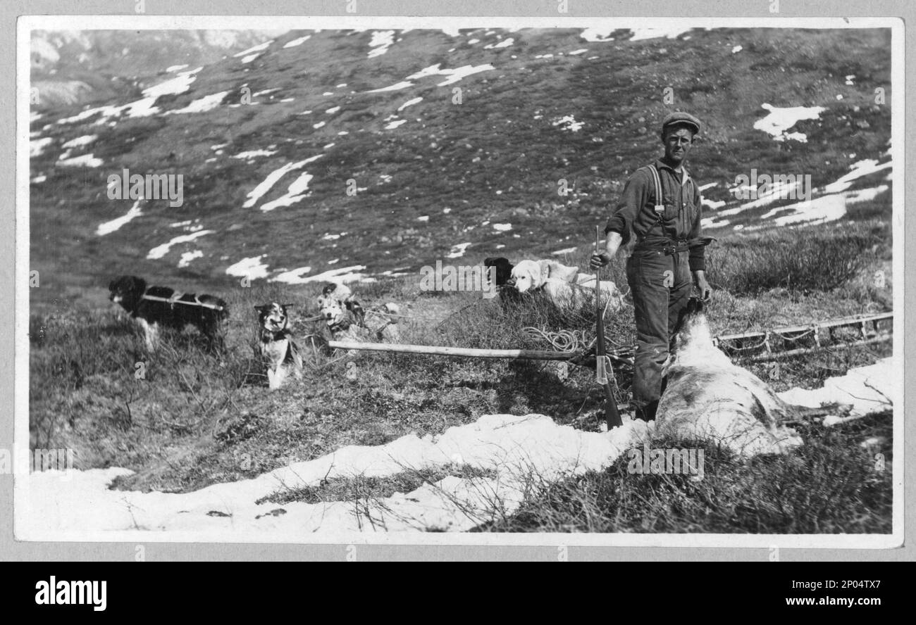 Caribou shot on the north side of Mt. McKinley and dog team ready to haul the meat to camp. Frank and Frances Carpenter collection , Gift; Mrs. W. Chapin Huntington; 1951, Dog teams,Alaska,1910-1920, Dead animals,Alaska,1910-1920, Meadows,Alaska,1910-1920, Hunting,Alaska,1910-1920, McKinley, Mount (Alaska),1910-1920, United States,Alaska Stock Photo