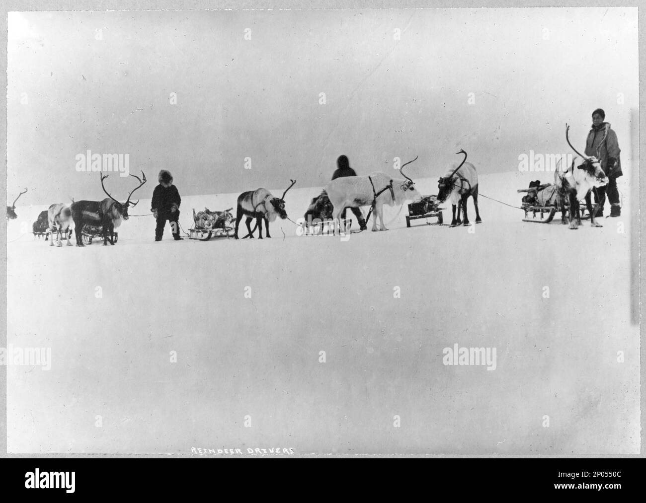 Reindeer, sleds and drivers , Reindeer drivers. Frank and Frances