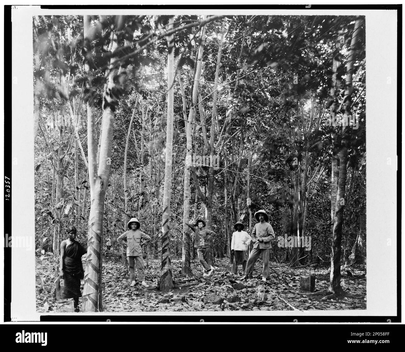 Five people among rubber trees, Singapore. Frank and Frances Carpenter Collection , Copyright by Underwood & Underwood, New York, Rubber trees,Singapore,1890-1930. Stock Photo