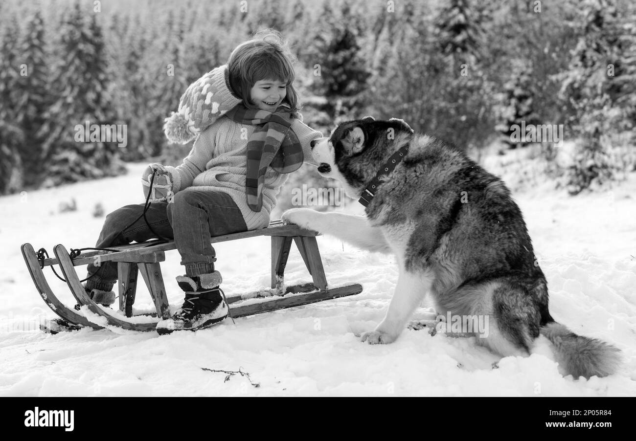 Siberian husky austria Black and White Stock Photos Images Alamy