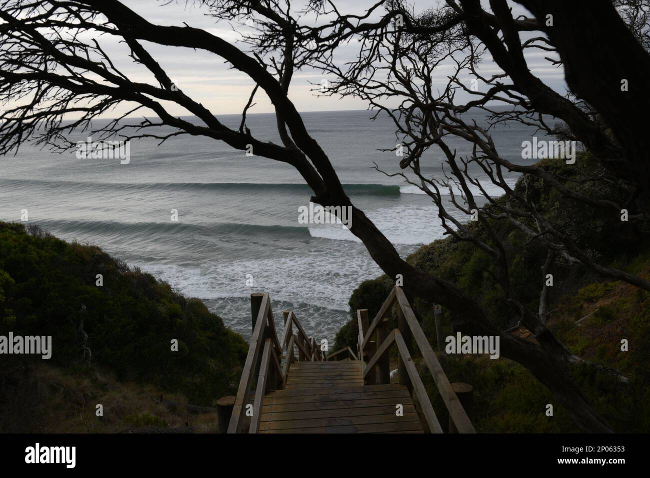 Trees overhang the Path to the surf near Jan Juc Torquay Australia
