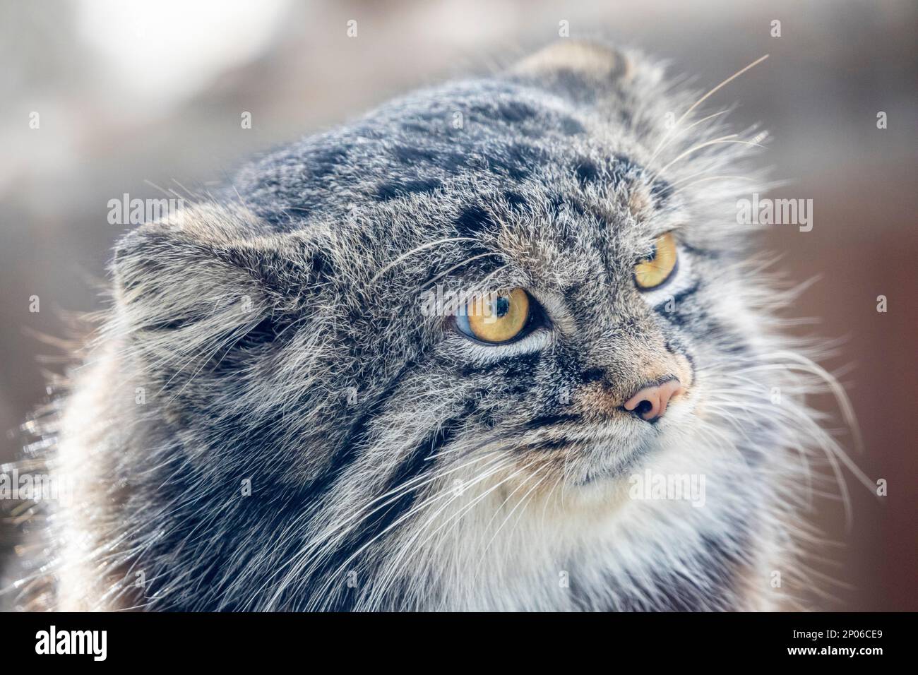 The closeup image of Pallas's cat (Otocolobus manul). It is a small