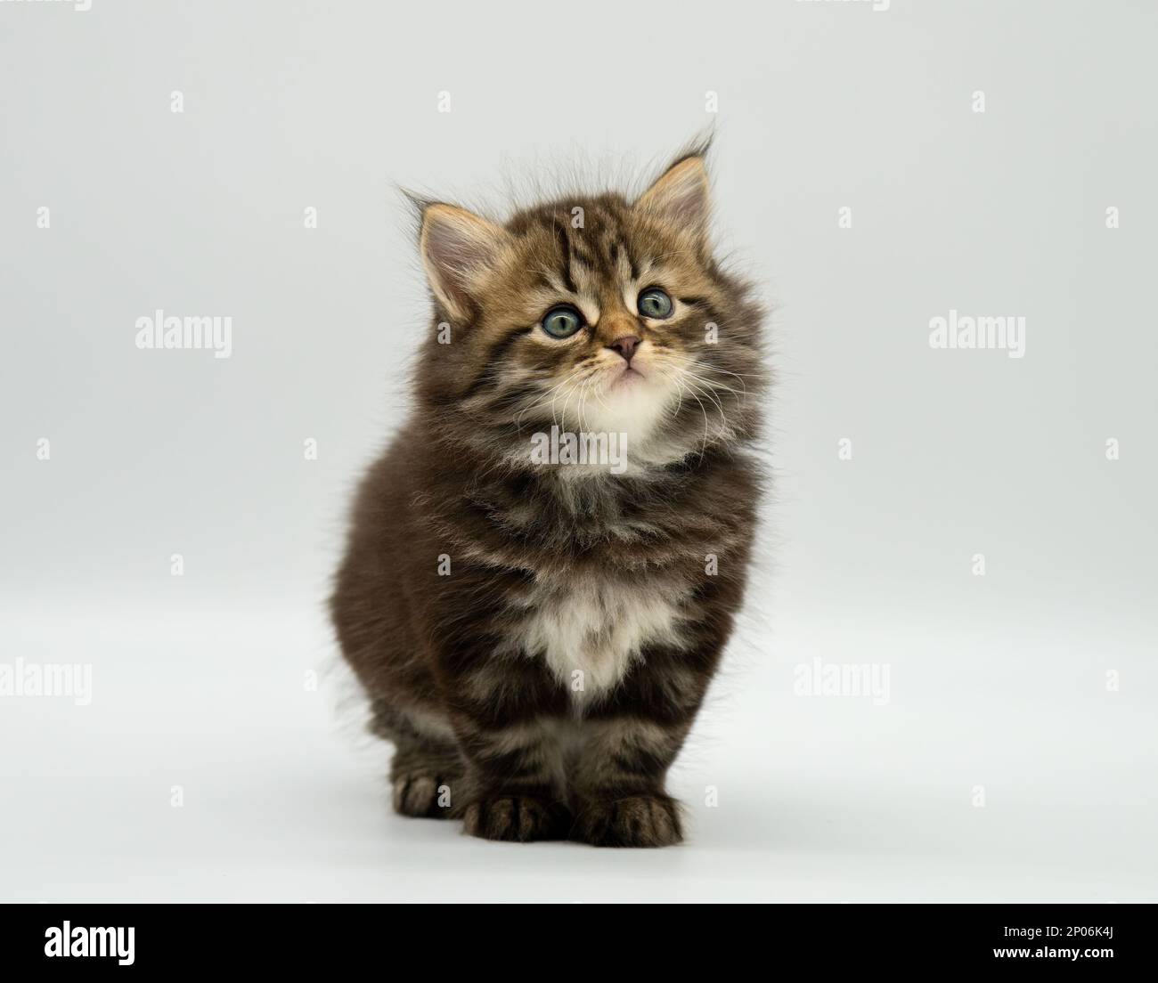 Siberian cat kitten on a white background. Blotched tabby with white