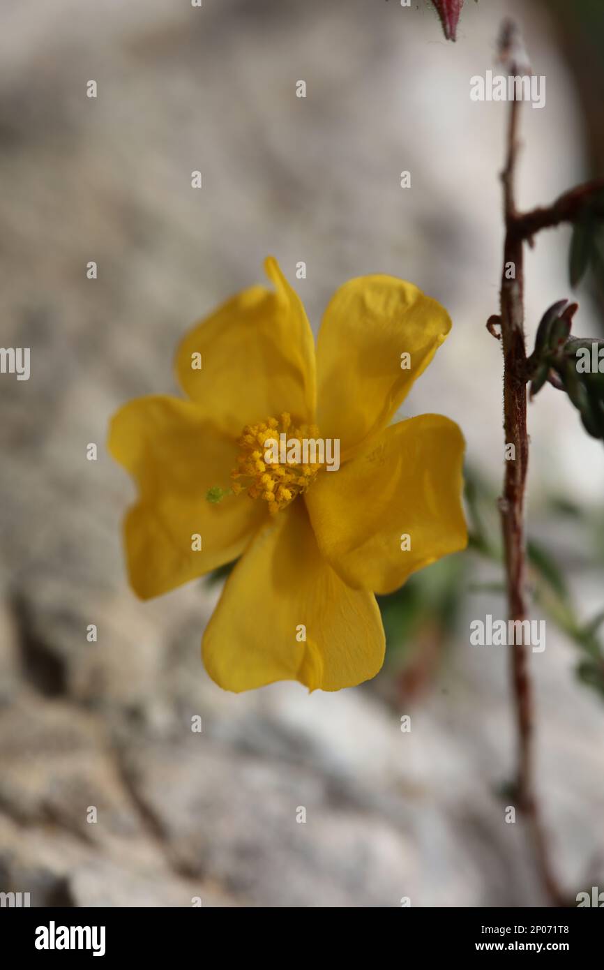 Yellow flower blossom close up background fumana arabica family cistaceae botanical big size high quality print Stock Photo