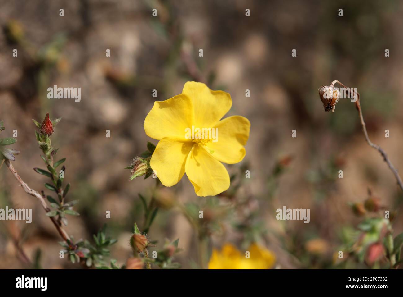 Yellow flower blossom close up background fumana arabica family cistaceae botanical big size high quality print Stock Photo