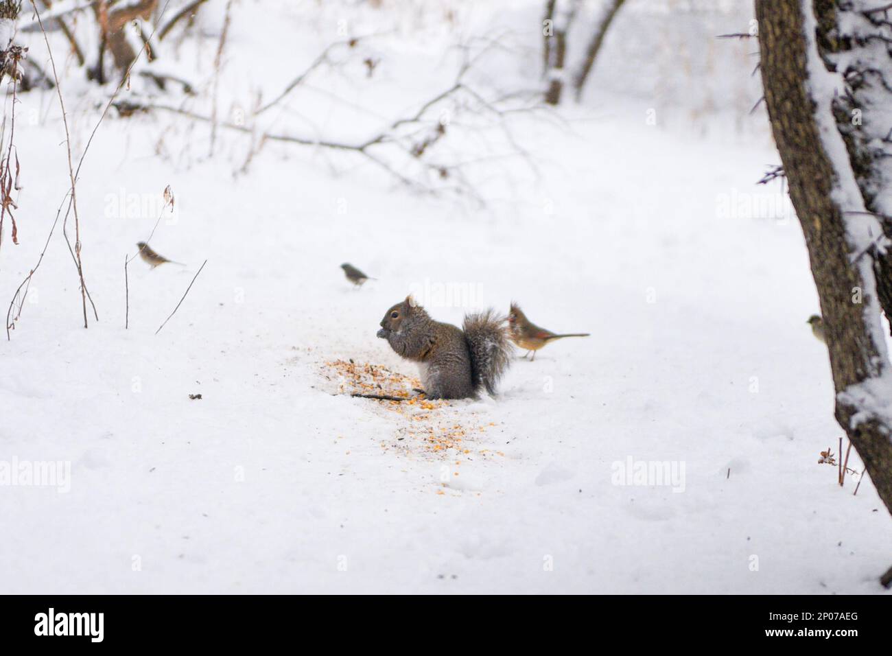 Squirrels eating nuts on snow winter season Stock Photo