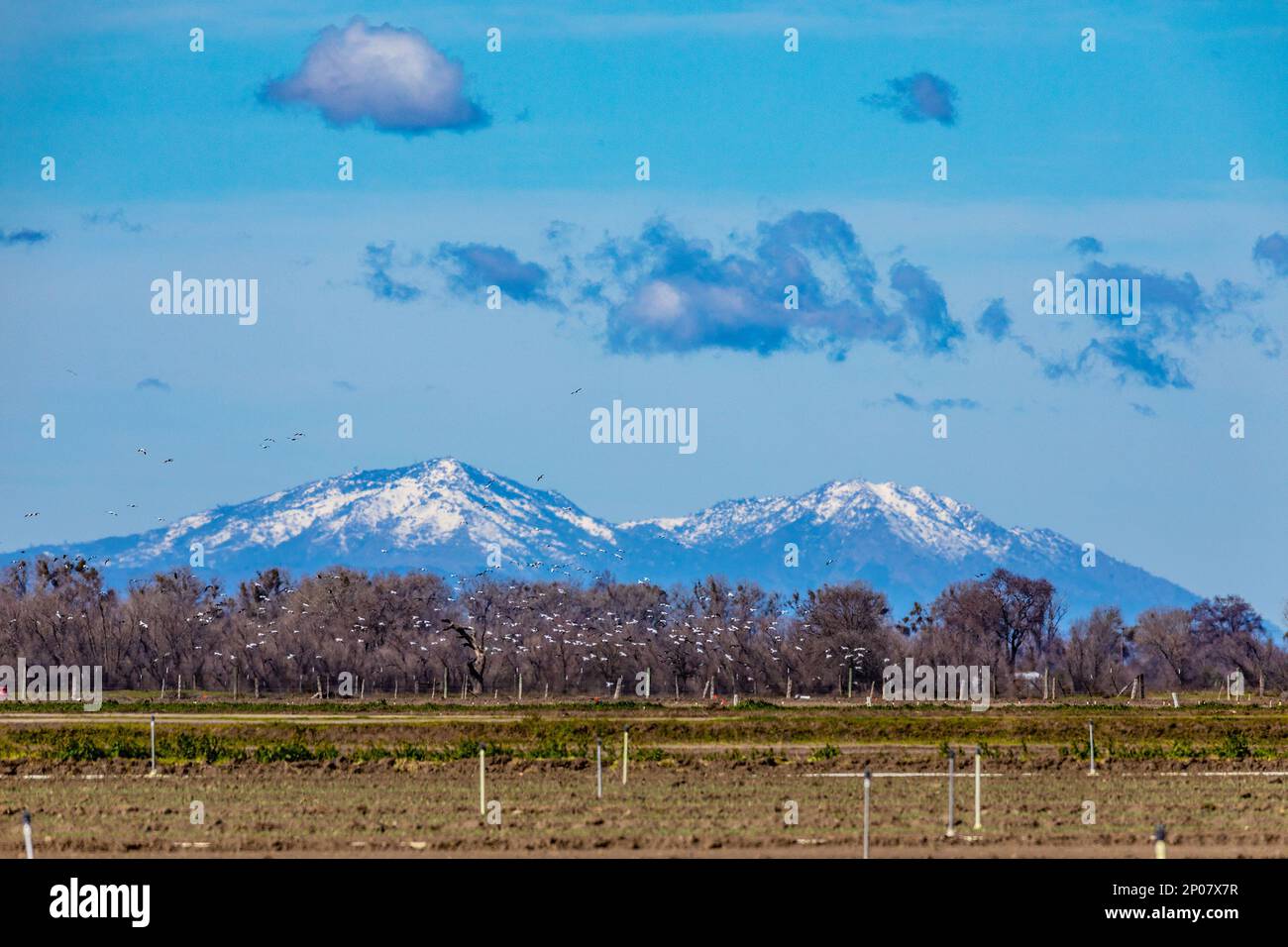 Northern California's Mount Diablo with snow and Snow Geese on March 3 2023 Stock Photo
