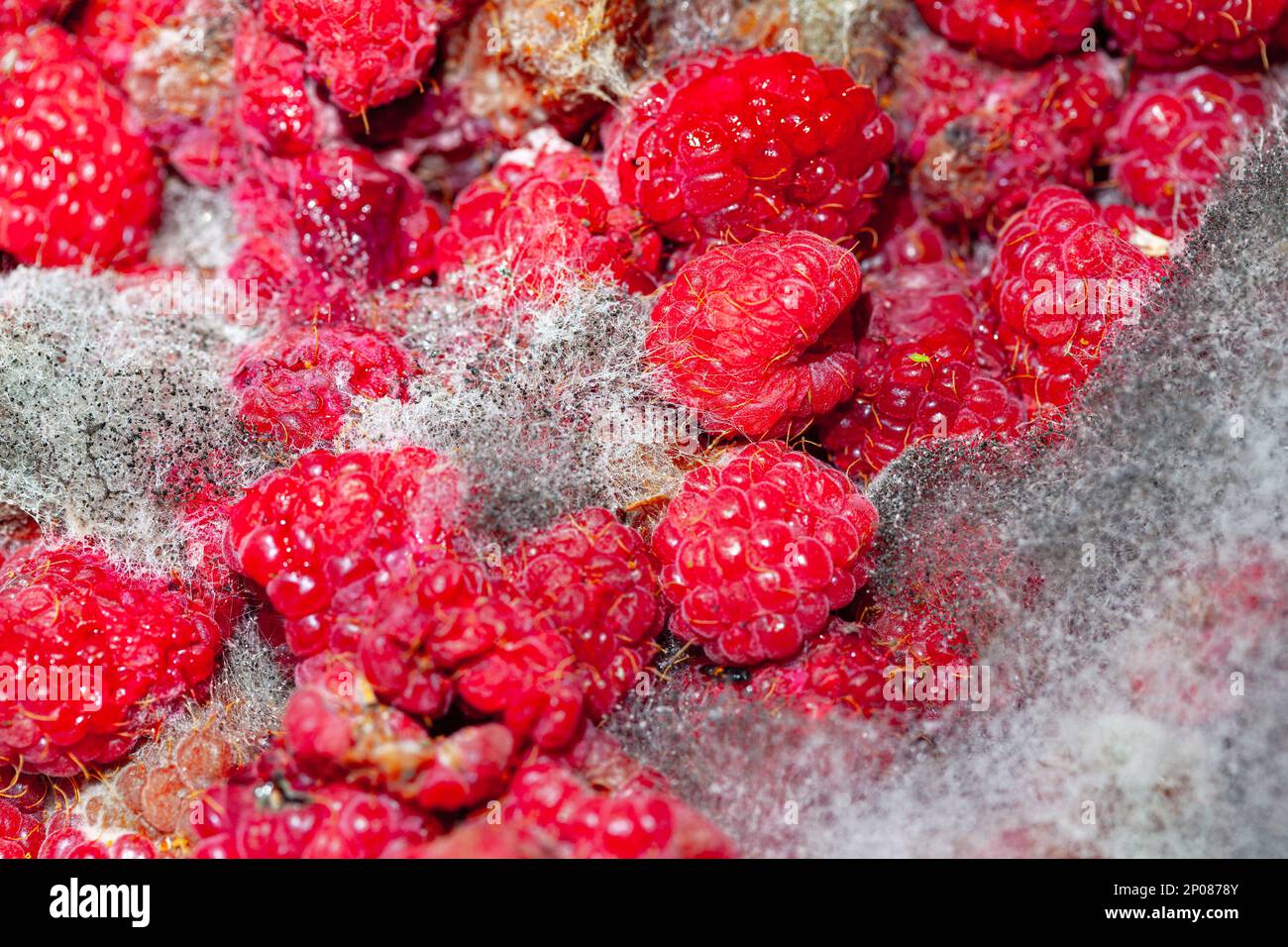 Expired raspberry fruit in mold . Moldy red berries Stock Photo