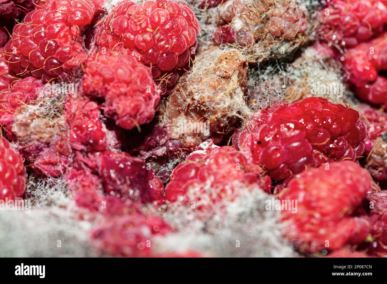 Raspberry with mold . Moldy berries can cause diarrhea Stock Photo