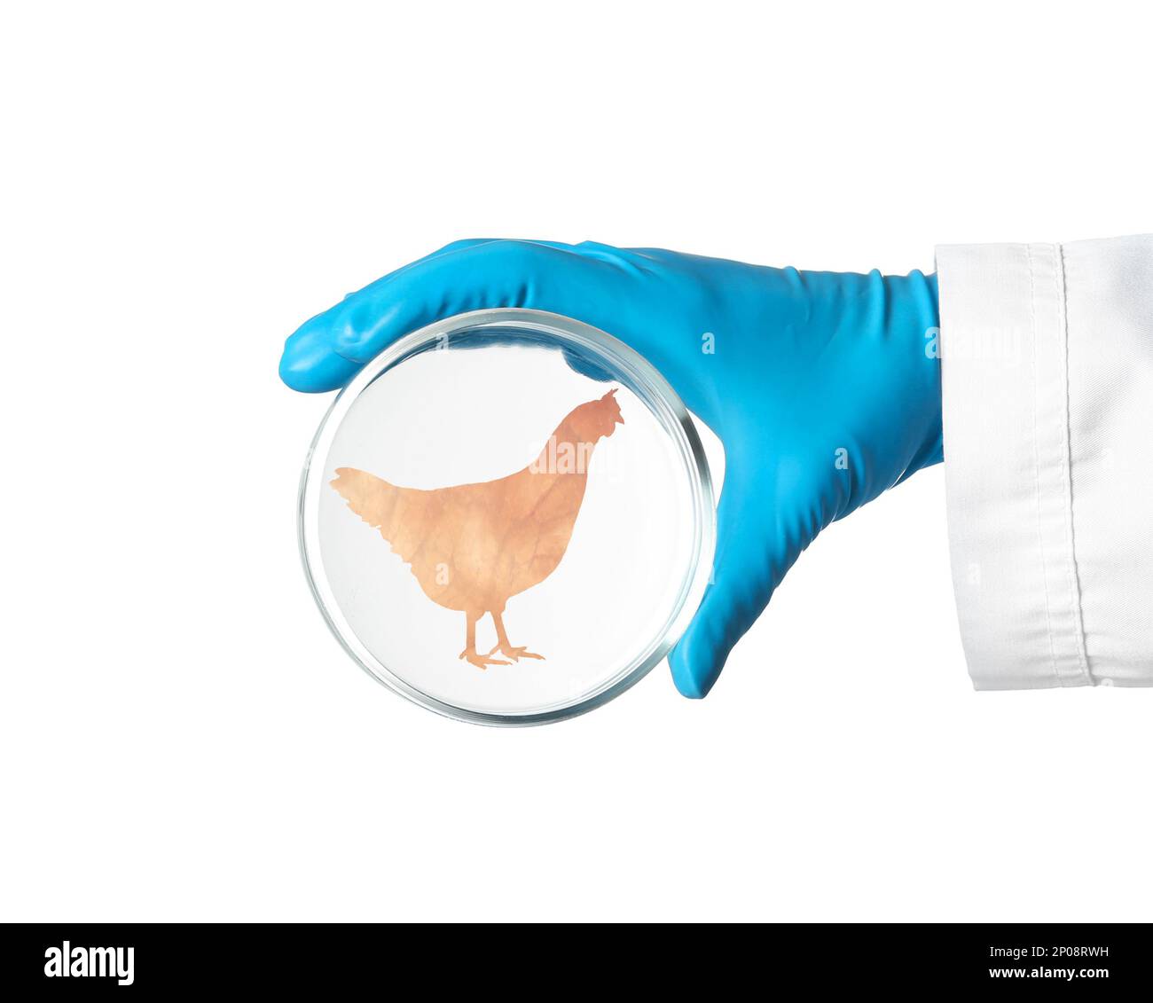 Scientist holding Petri dish with hen silhouette made of chicken fillet on white background, closeup. Cultured meat Stock Photo