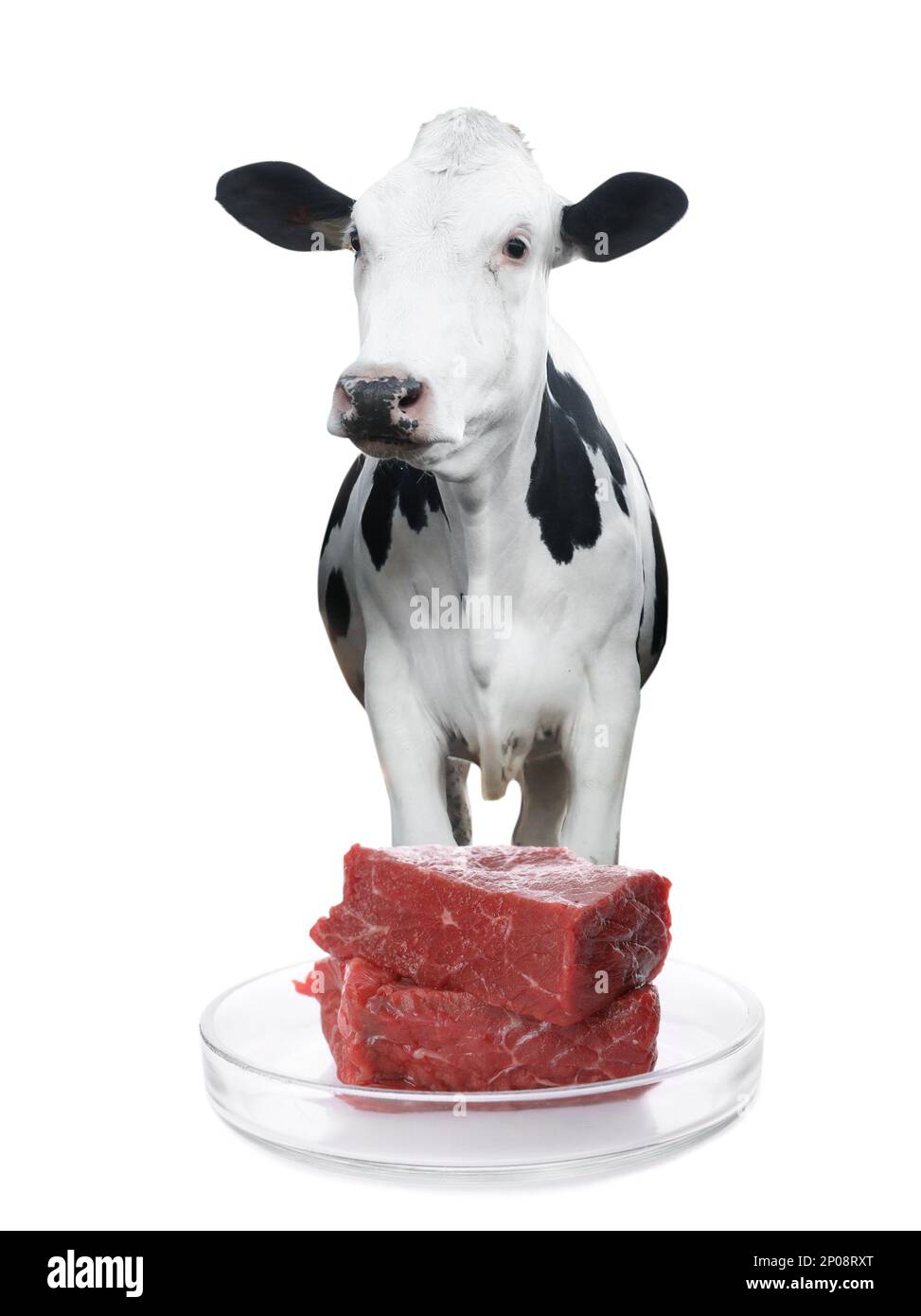 Lab grown beef in Petri dish and cow on white background. Cultured meat concept Stock Photo