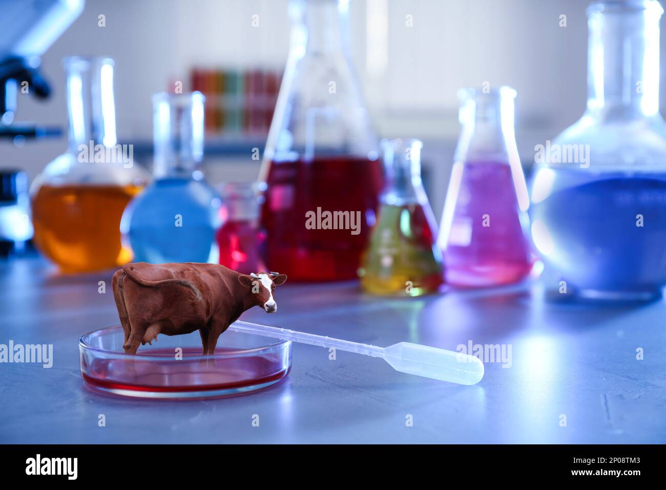 Small cow in Petri dish on laboratory table. Cultured meat concept