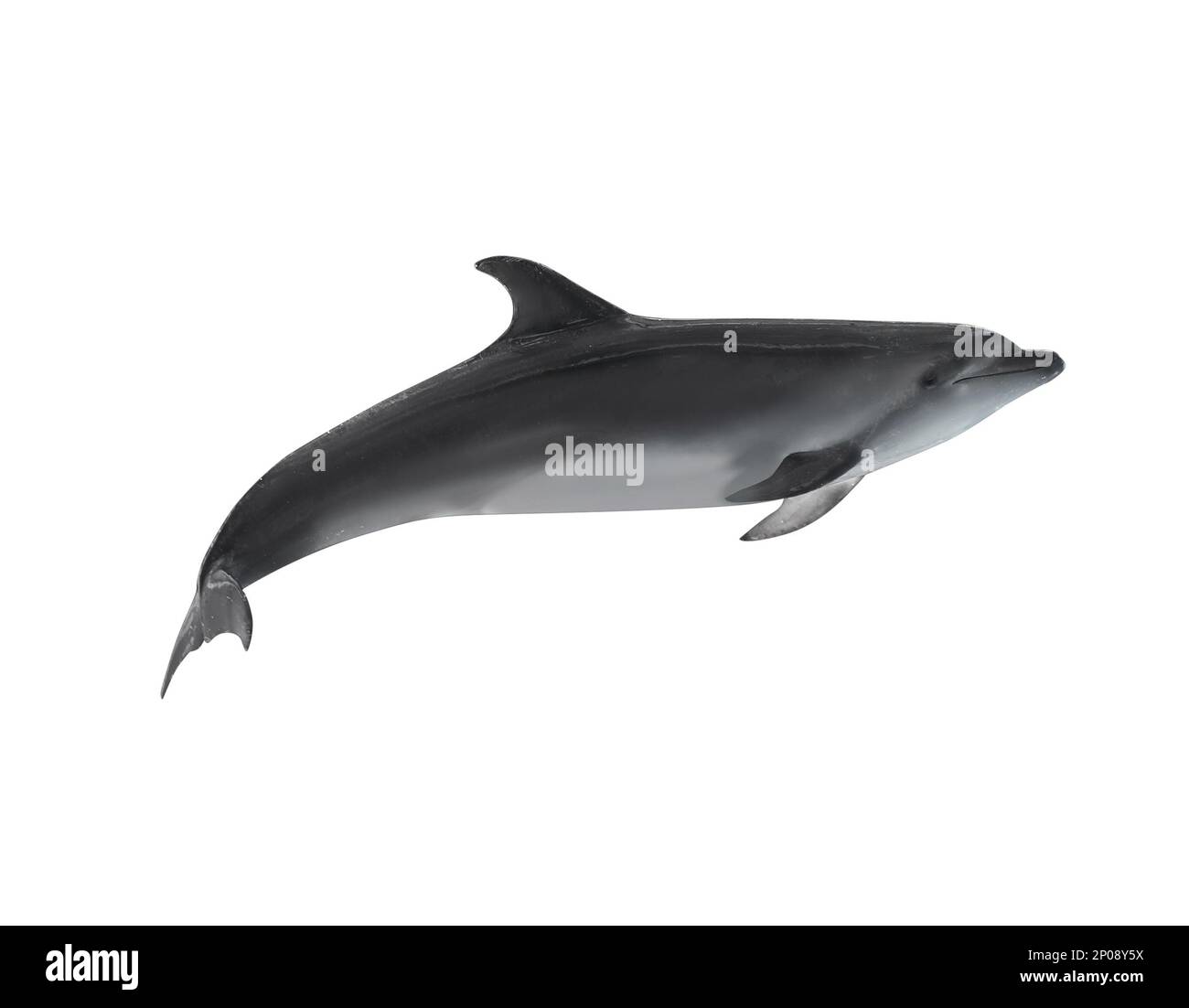 Beautiful grey bottlenose dolphin on white background Stock Photo - Alamy