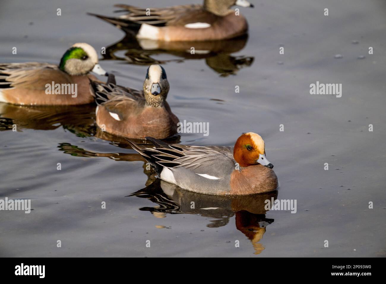 A flock of American Wigeons (Mareca americanaon) with a male Eurasian ...