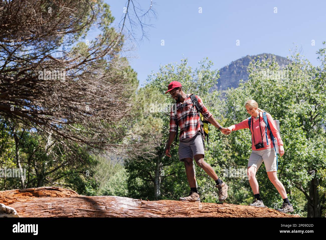 Happy diverse couple hiking in wilderness, holding hands walking along fallen tree in forest Stock Photo