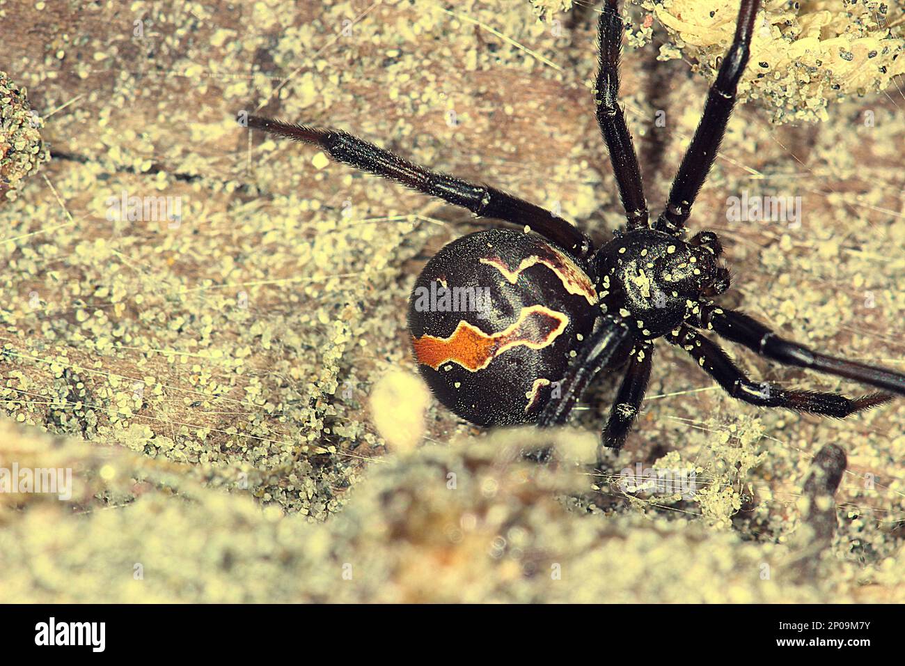 Female New Zealand poisonous katipo spider (Latrodectus katipo Stock