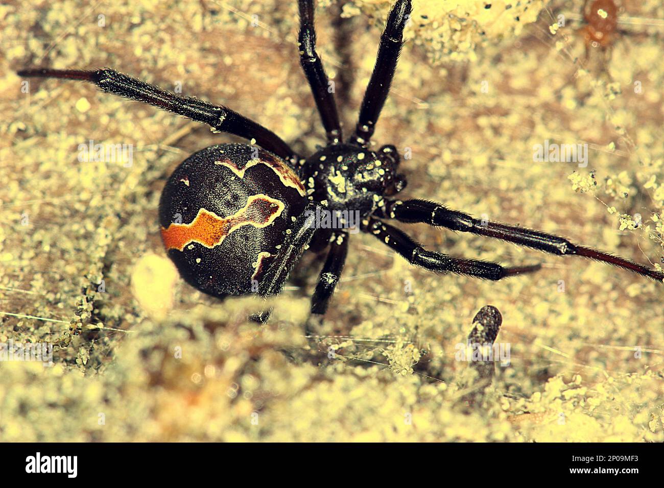 Female New Zealand poisonous katipo spider (Latrodectus katipo Stock