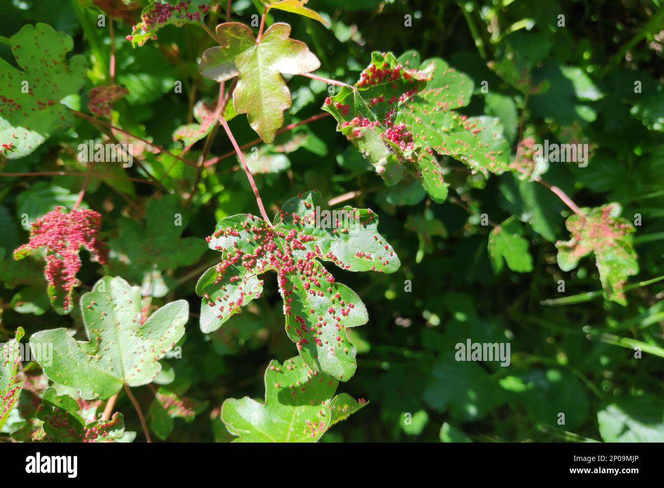 Close-up on the galls on maple leaves, due to the presence of small mites Stock Photo