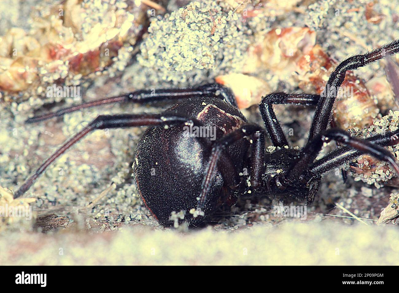 Female New Zealand poisonous katipo spider (Latrodectus katipo Stock