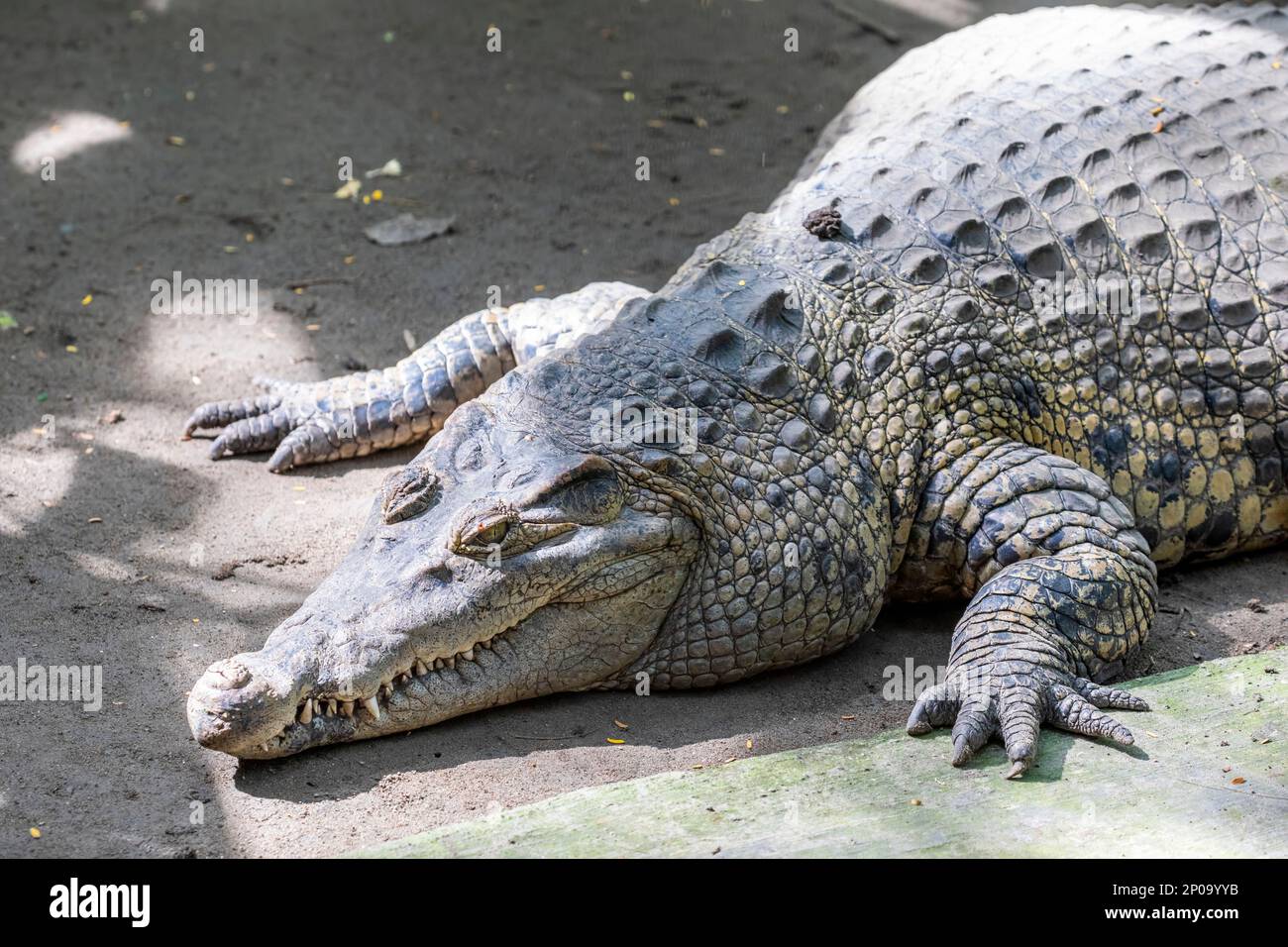 Scars on the back of a Chambri man to look like crocodile skin, Kanganaman  village, Middle Sepik, Papua New Guinea Stock Photo - Alamy