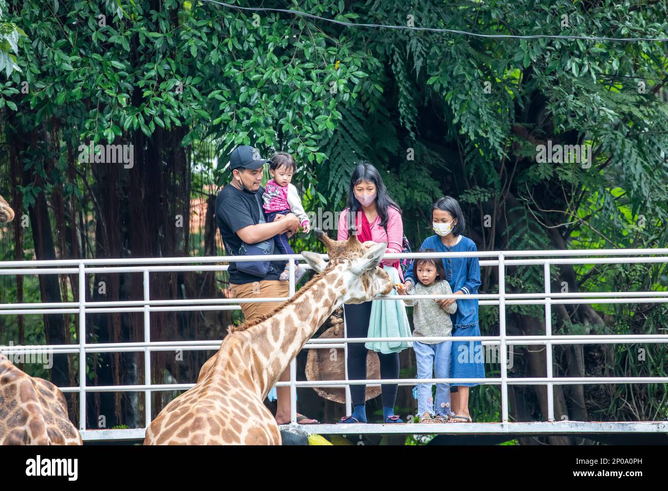 Surabaya Indoensia 24th Dec 2022: A family are feeding giraffe in the Surabaya zoo. Stock Photo
