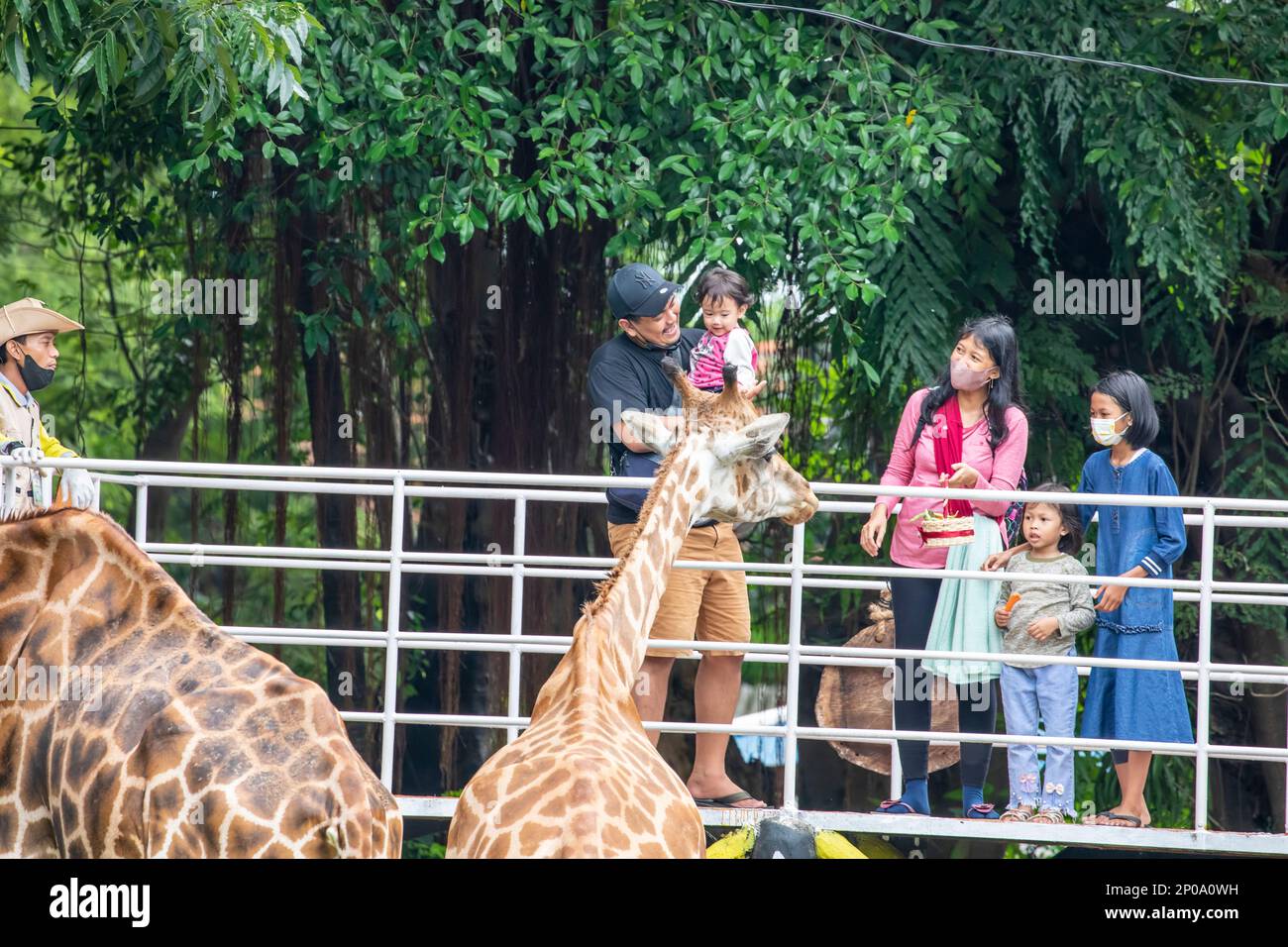 Surabaya Indoensia 24th Dec 2022: A family are feeding giraffe in the Surabaya zoo. Stock Photo