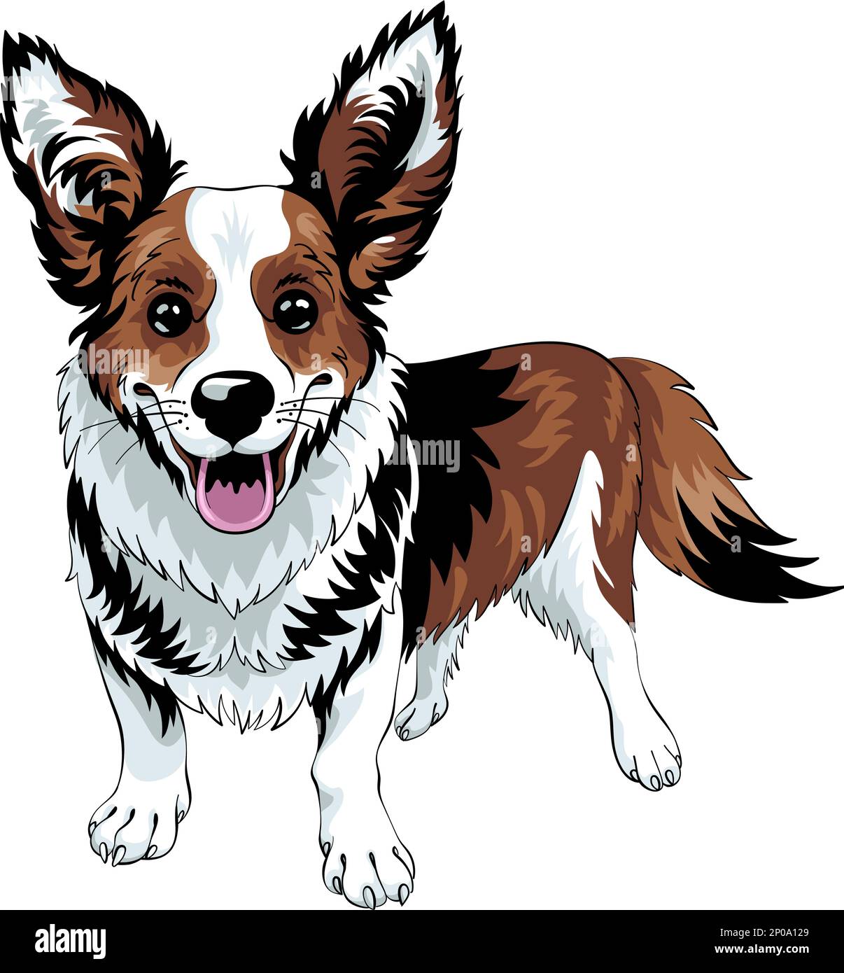 Color sketch of dog Cardigan Welsh Corgi breed staying and smiling, black and tan with white markings Stock Vector