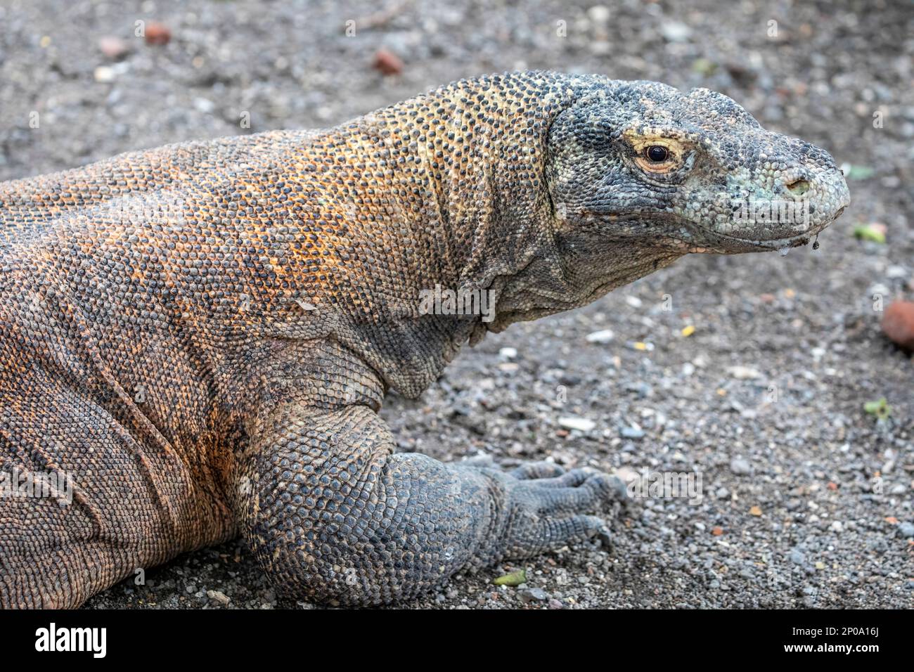 The closeup image of Komodo dragon. it is also known as the Komodo ...