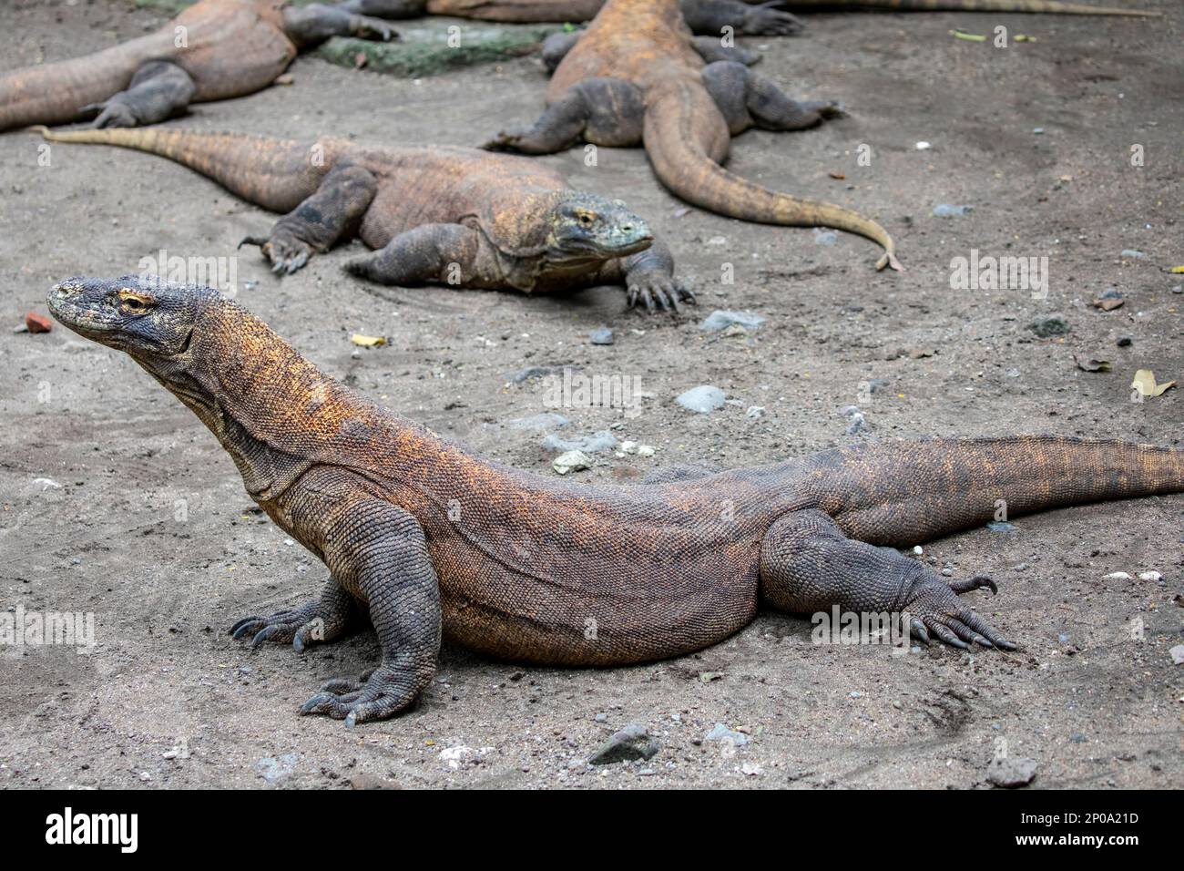 The closeup image of Komodo dragon. it is also known as the Komodo ...