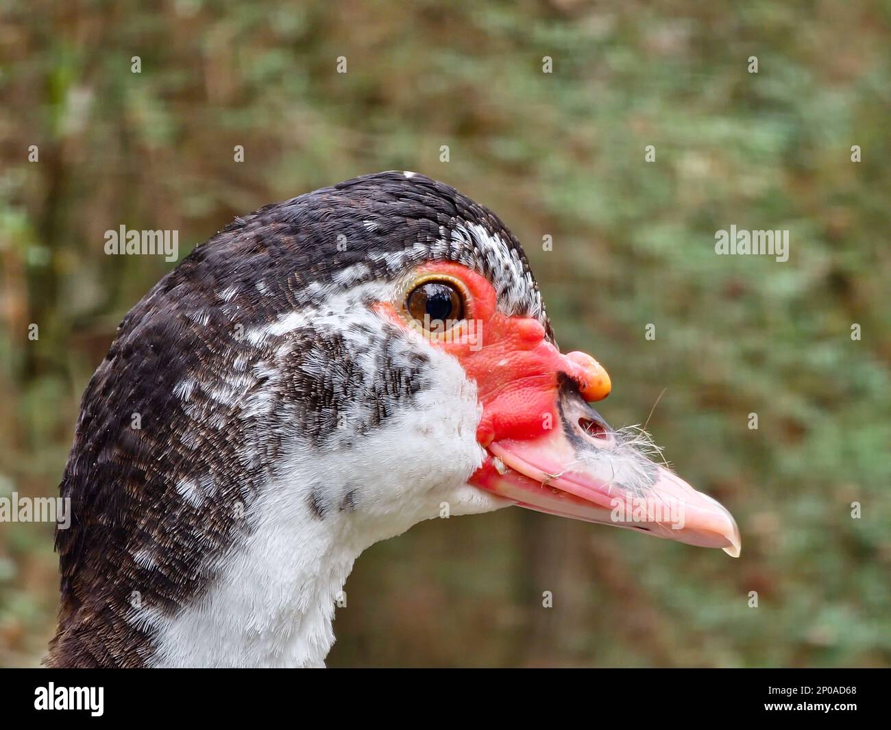 Close up of a white and black Muscovy duck with a pink face and beak. Photographed in profile with a shallow depth of field. Stock Photo