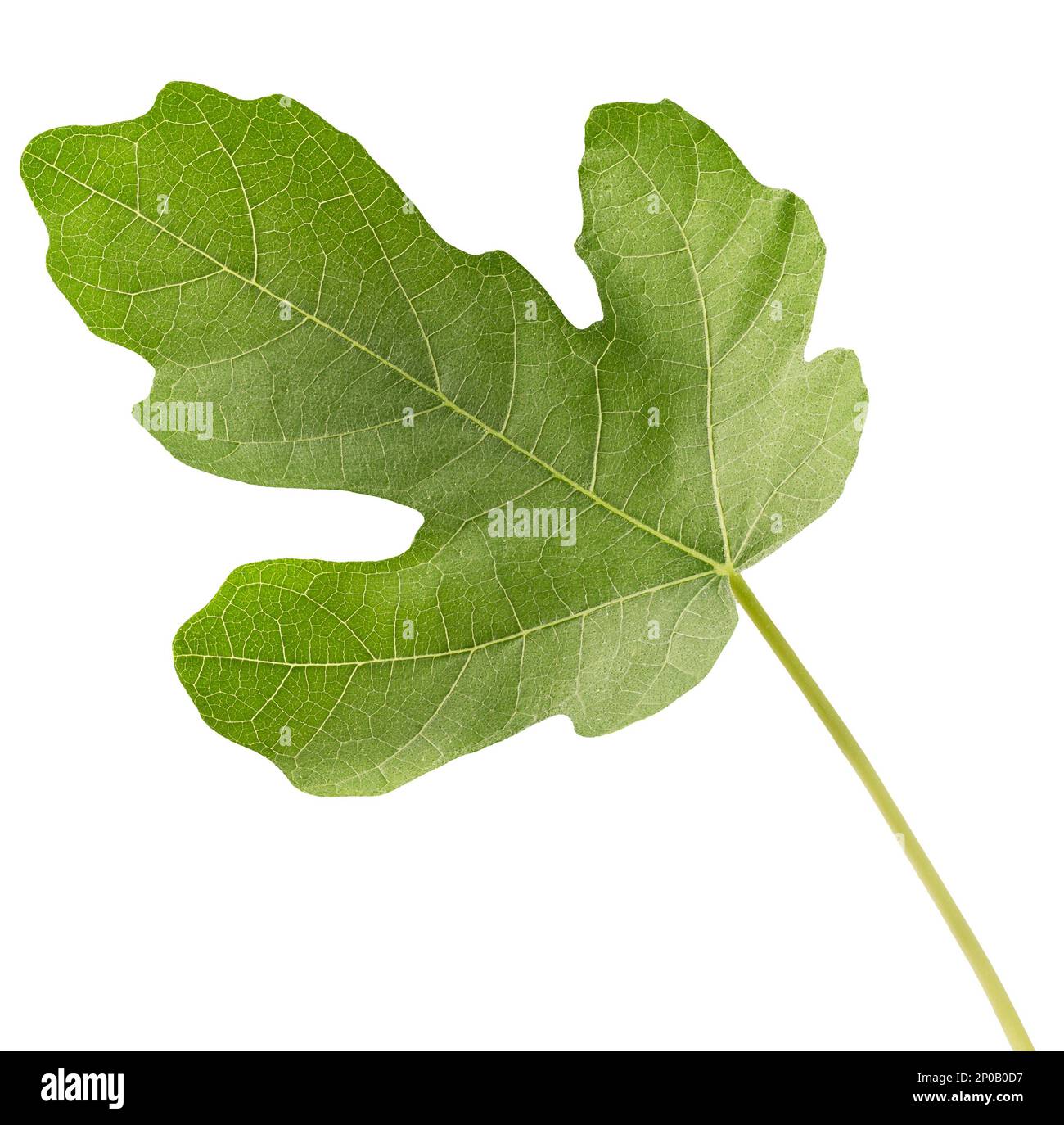 fig leaf isolated on a white background Stock Photo Alamy
