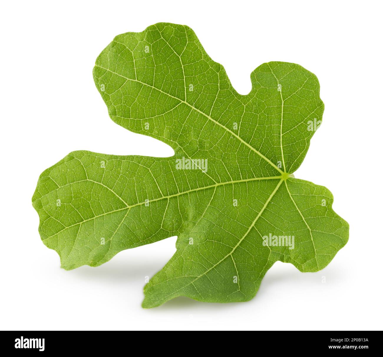 fig leaf isolated on a white background Stock Photo Alamy