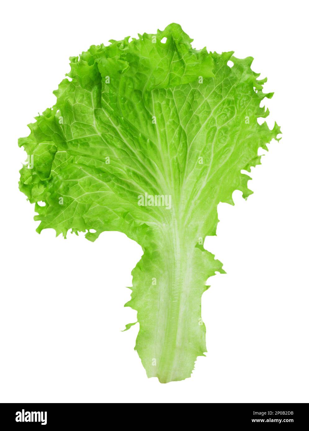 lettuce leaf isolated on the white background Stock Photo Alamy