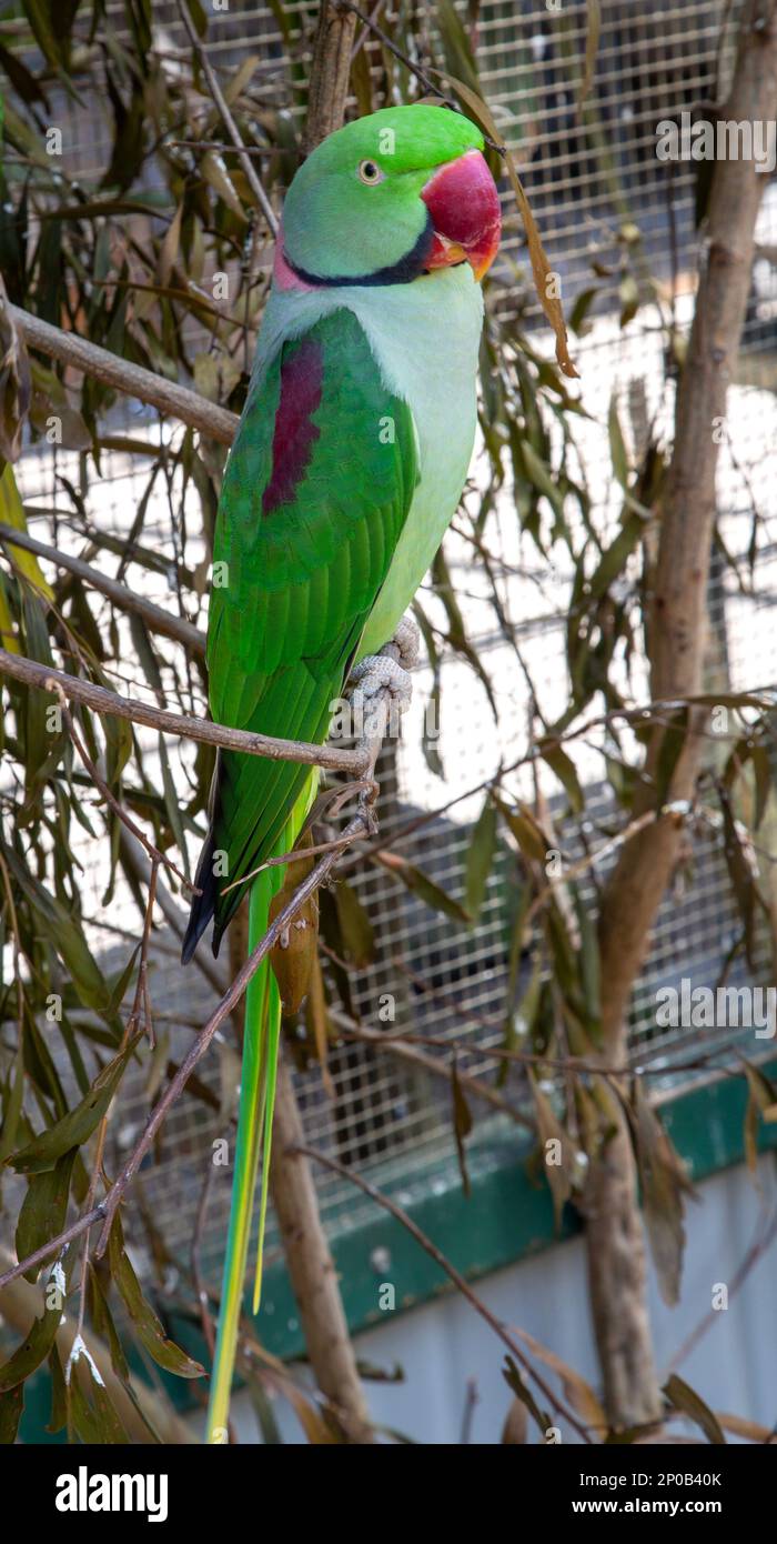 Alexandrine parakeet or Alexandrian parrot, Psittacula eupatria, a ...