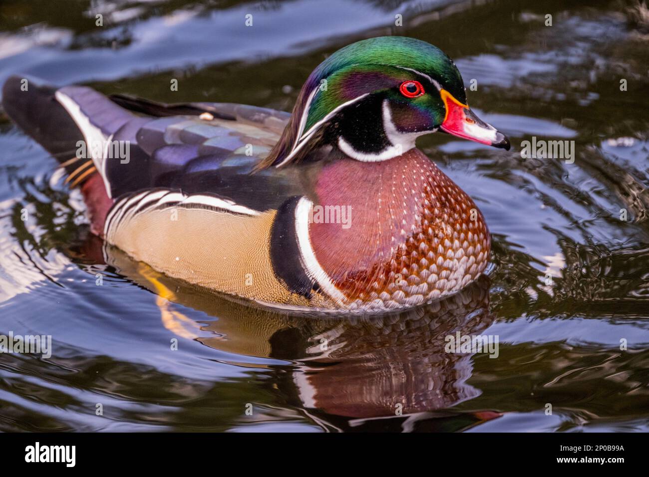 A male (drake) Wood duck or Carolina duck (Aix sponsa) is swimming on