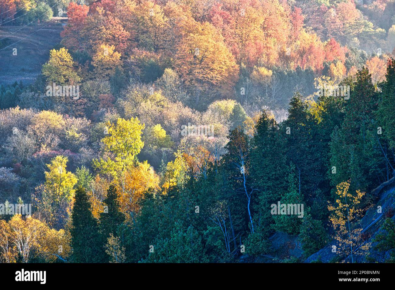 Zooming in on the autumn leaf colour in the mountain Stock Photo